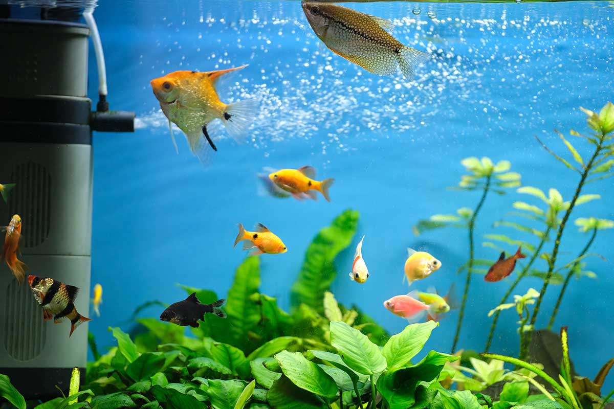 Caring for your aquarium