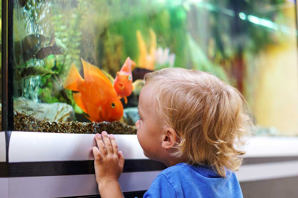 The Magic of Fish Tanks: How they may help improve a child's well-being