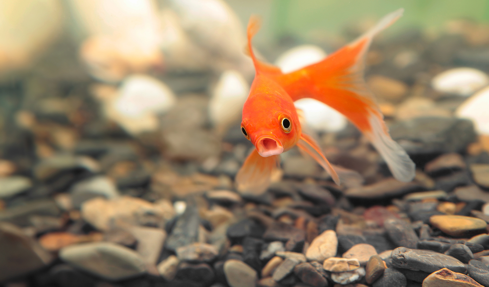 why-is-my-fish-a-picky-eater