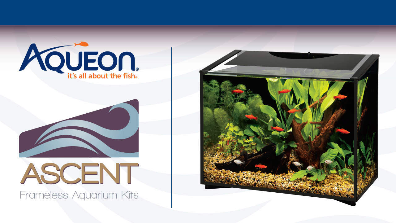 Aqueon Ascent Frameless Aquarium Kits