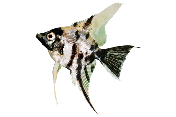 silver and black angelfish