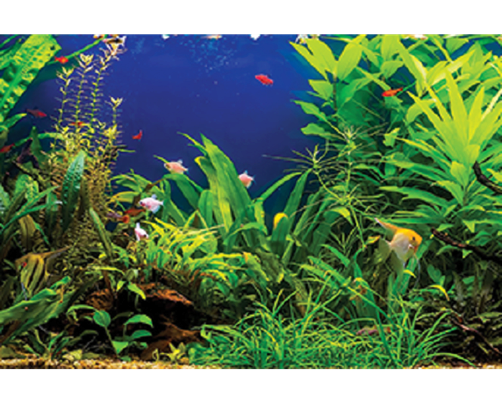 How Long Does an Aquascape Last?