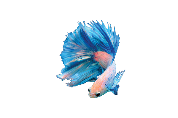 Betta Care Guide