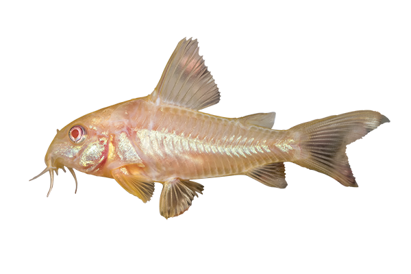Albino Corydoras Cory catfish