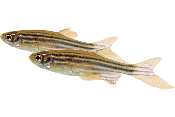 What Do Minnows Eat? Diet Facts & Care Tips