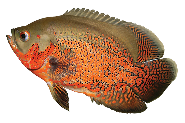monsterfish