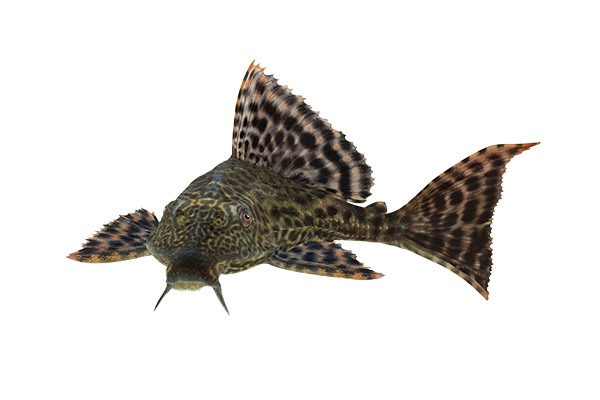 common Plecostomus bottom feeder sucker fish