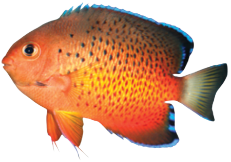 Fish Angelfish Rusty