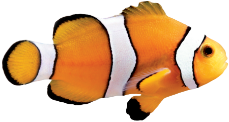 Fish Clownfish