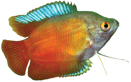 Fish Dwarf Gourami