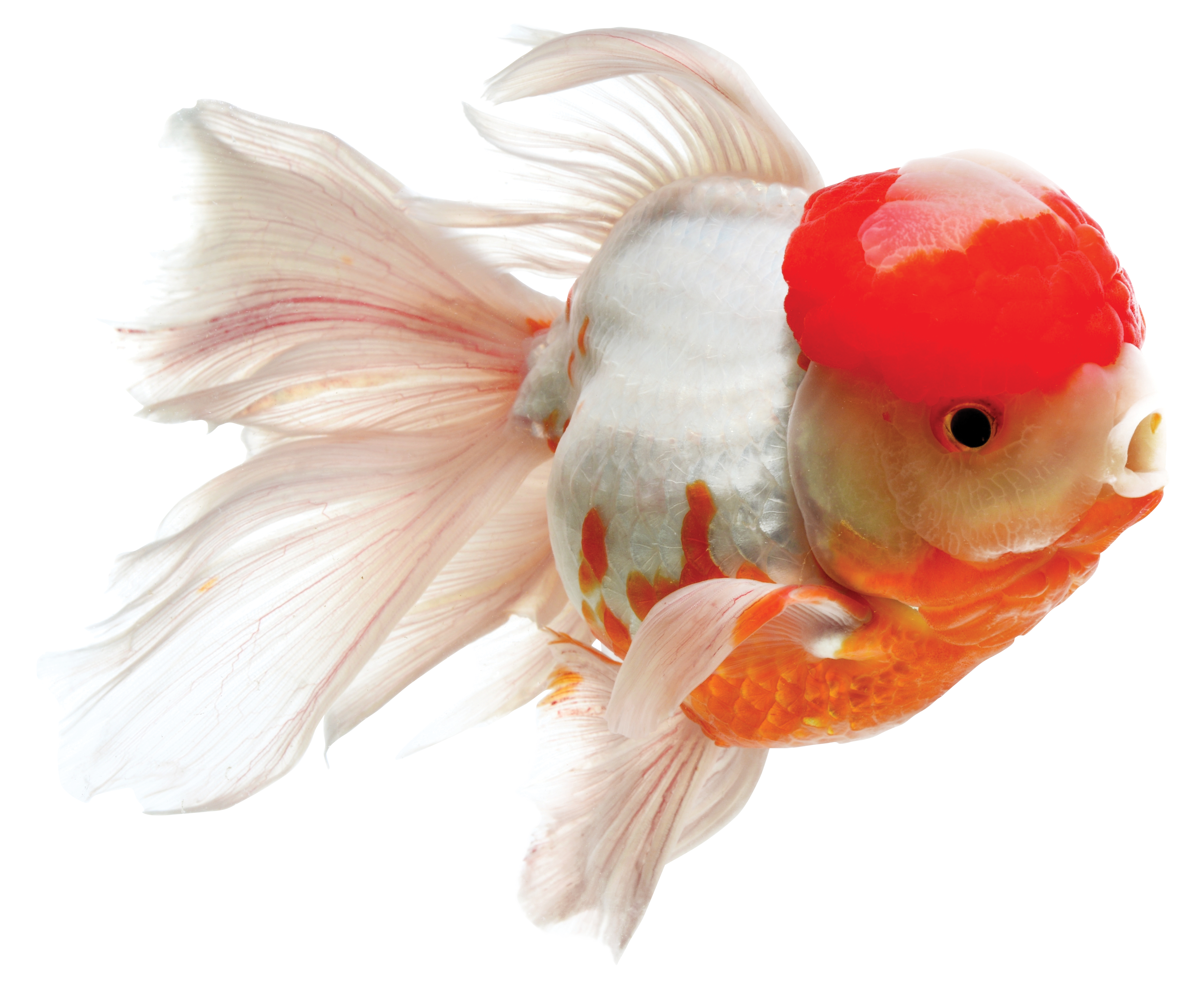 Bubblehead Goldfish