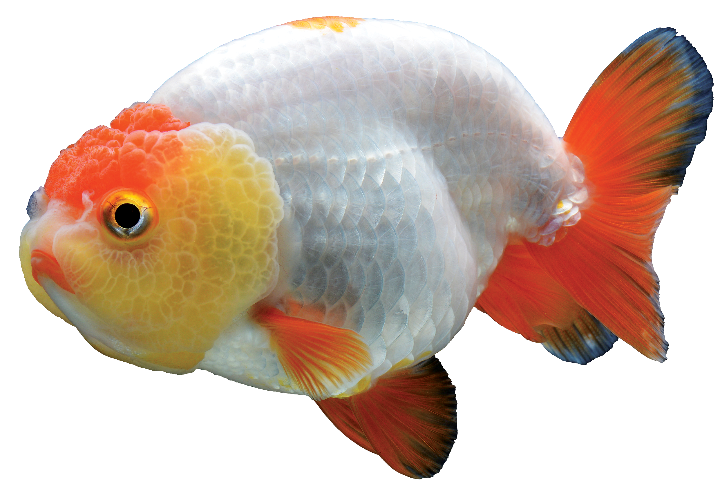 Ranchu Goldfish