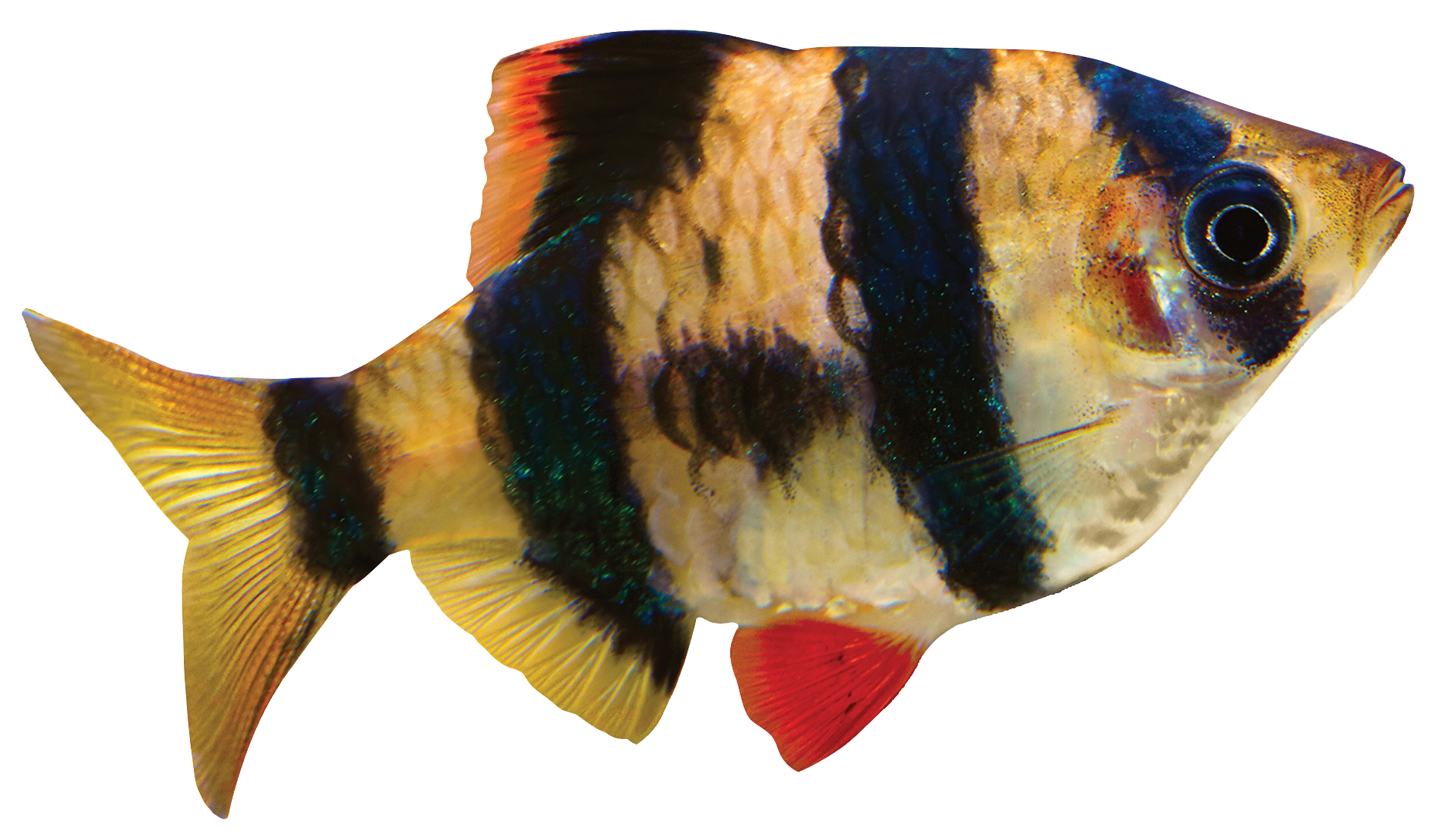 Tiger Barb Fish