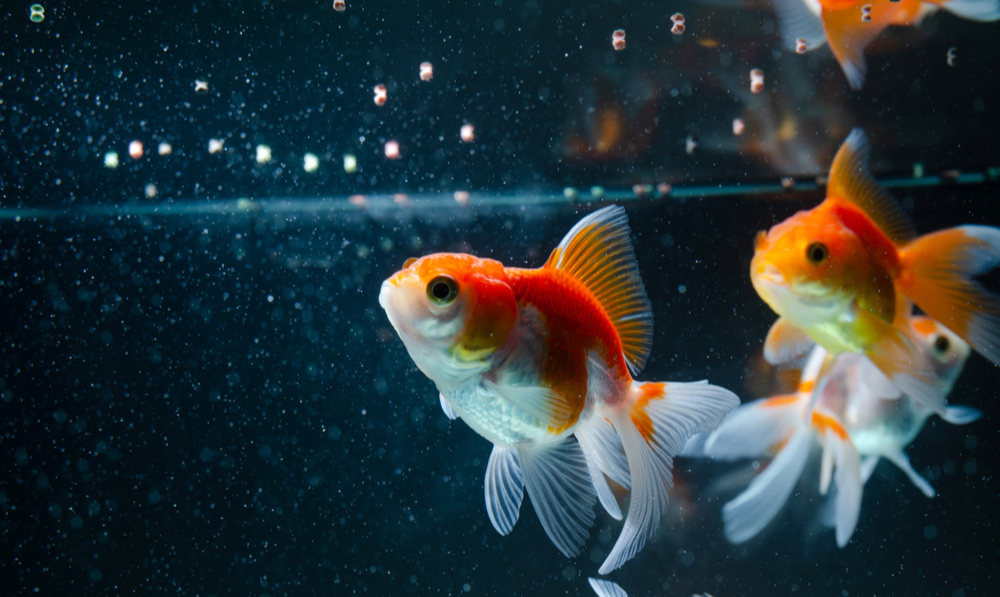 How to Choose the Right Fish Food