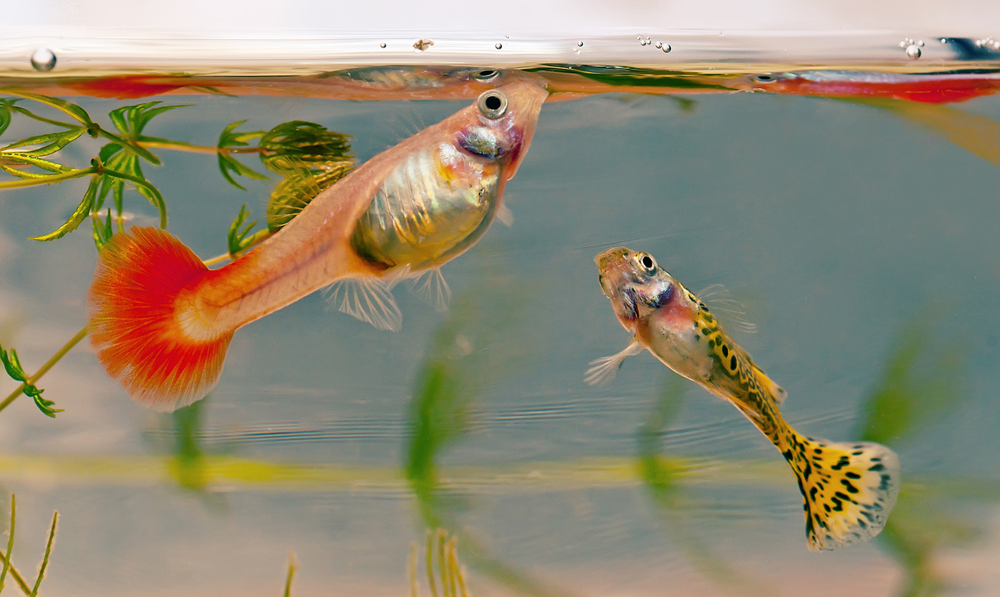 Why Choose a Fish-Free Food