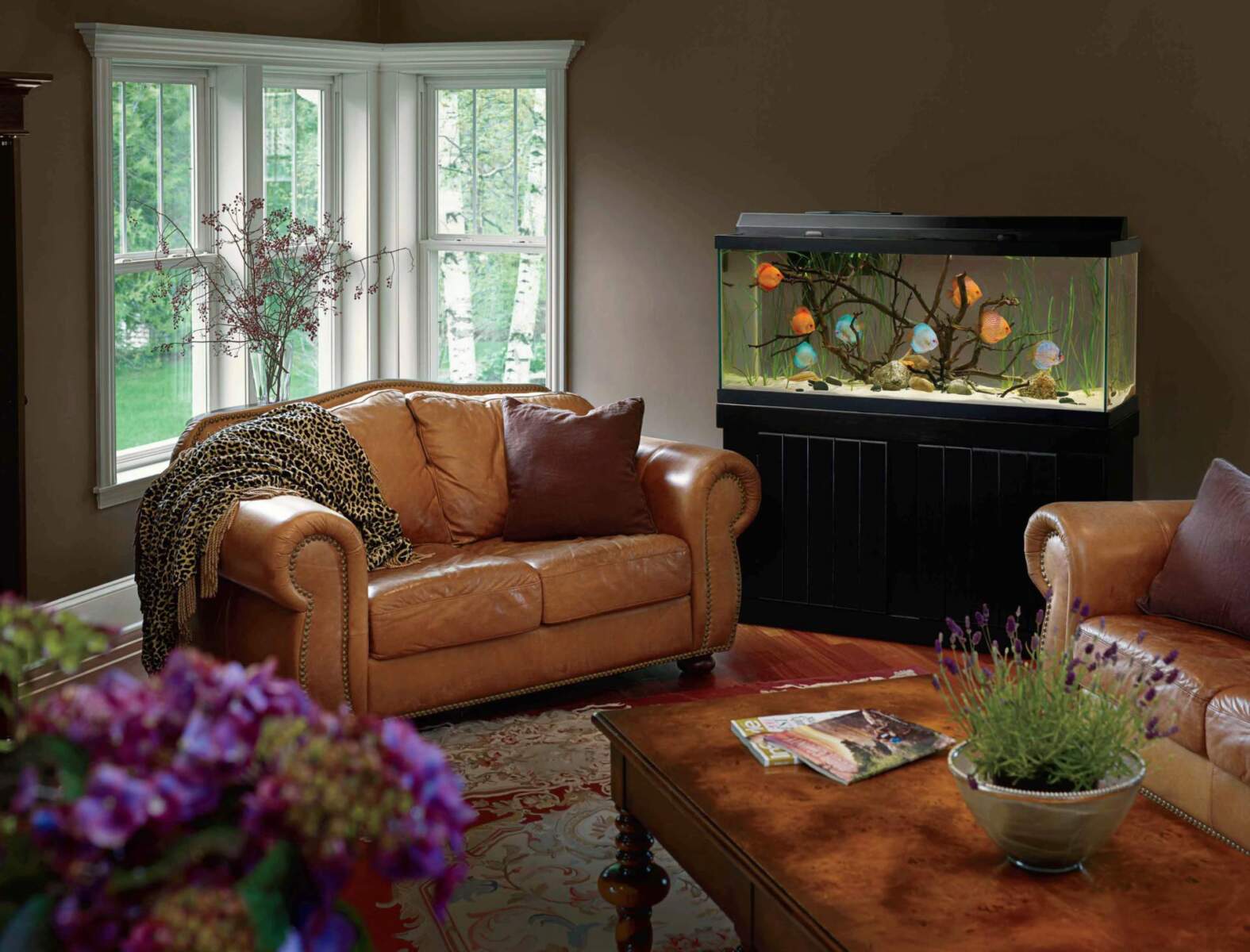 How to Keep Your Aquarium Cool in Summer Heat