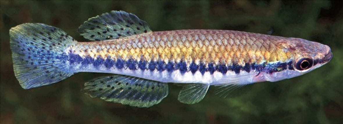 close-up image of a blackstripe topminnow fish