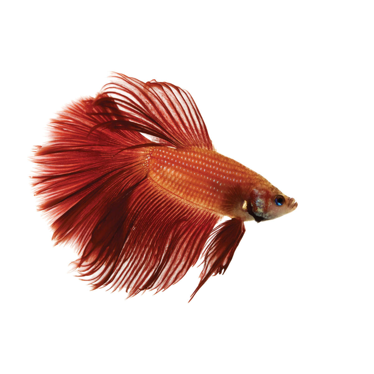 peixe betta vermelho