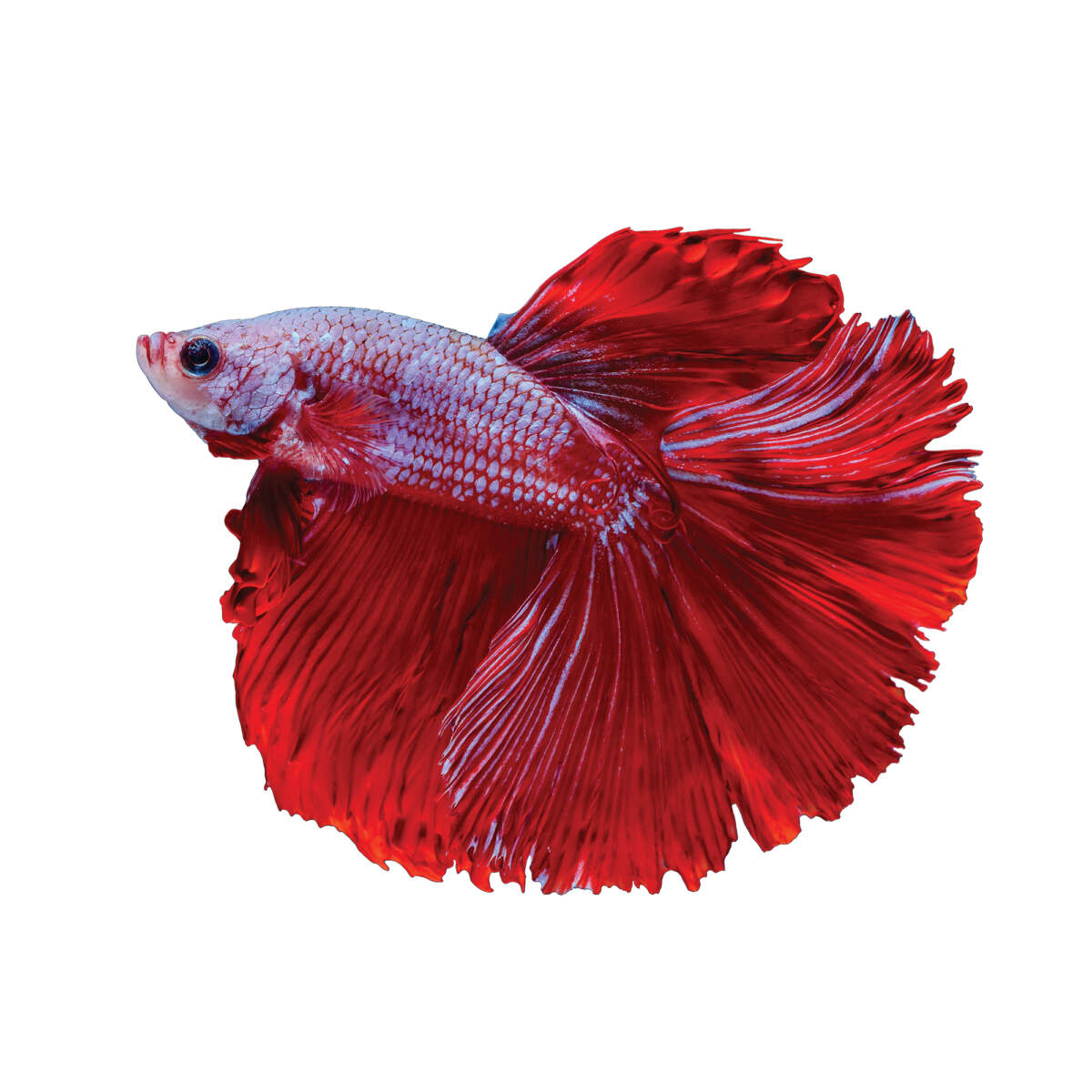 peixe betta vermelho com notas de barbatanas roxas e grandes