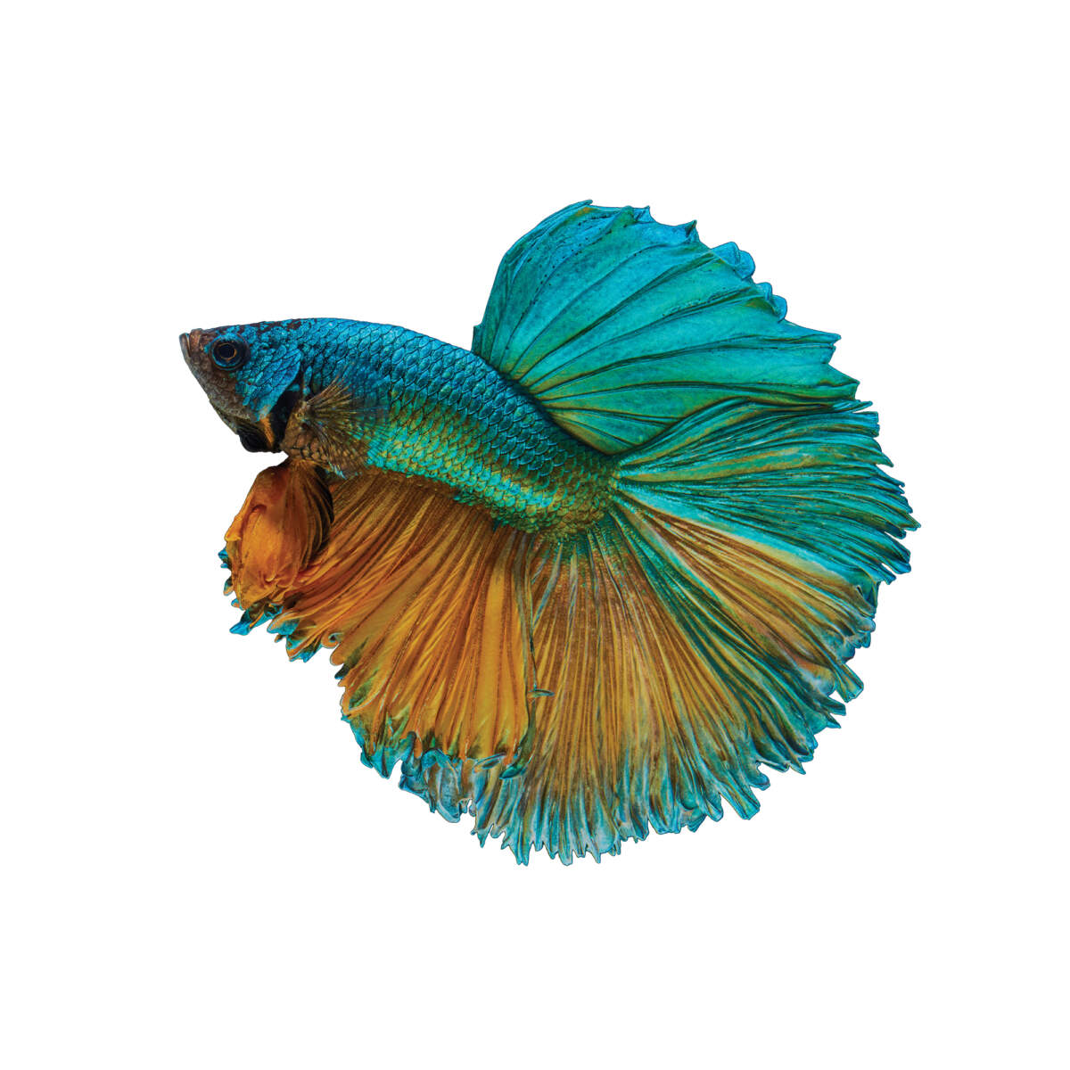 betta cor de cerceta e bronze com barbatanas grandes