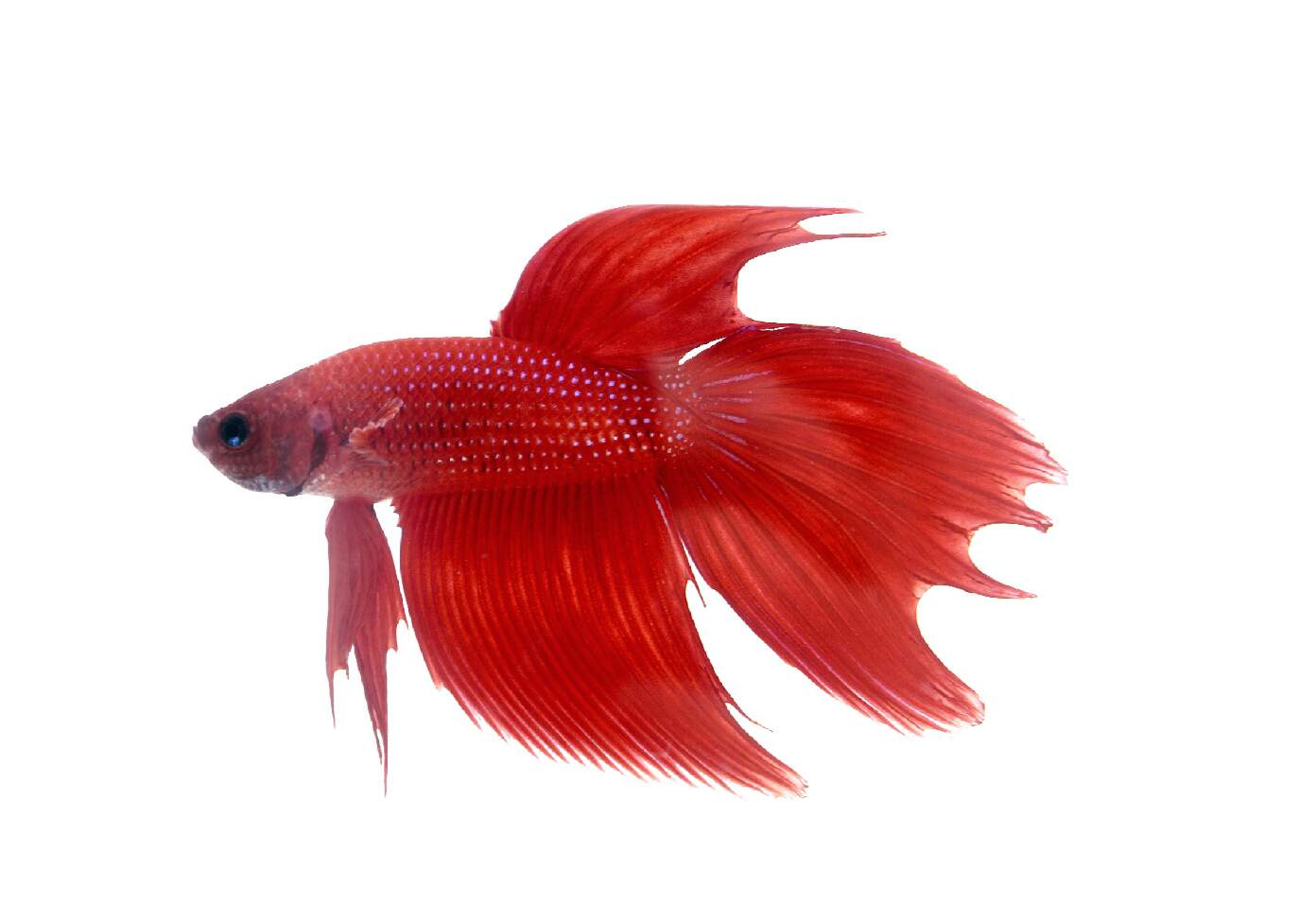 peixe betta vermelho