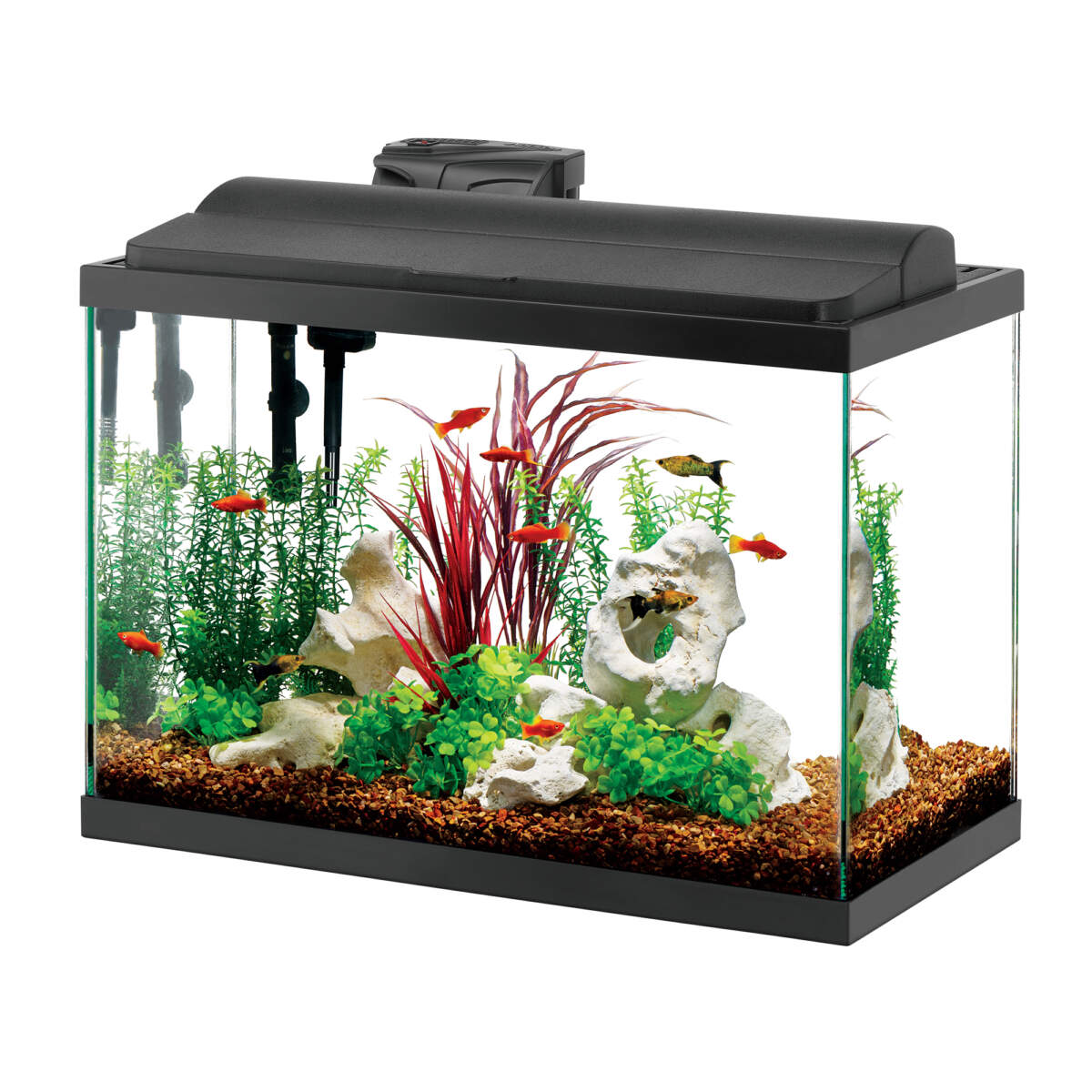 Practical Tips for A Healthy Aquarium