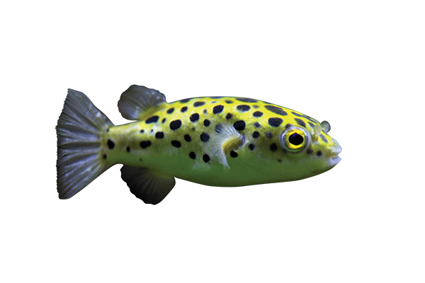 Freshwater Puffer Care Guide