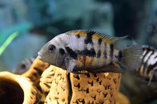 Kaytee Top 10 Best Pet Fish