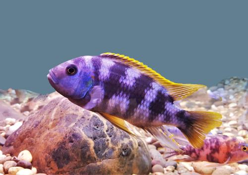 Kaytee Top 10 Best Pet Fish