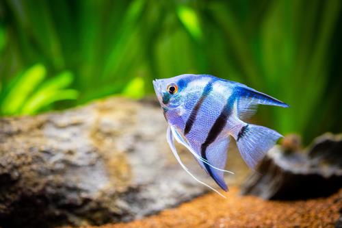 Kaytee Top 10 Best Pet Fish
