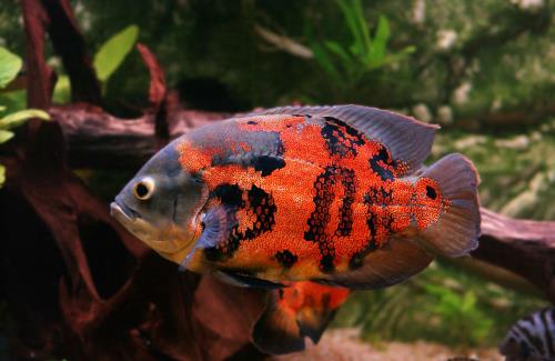 Kaytee Top 10 Best Pet Fish