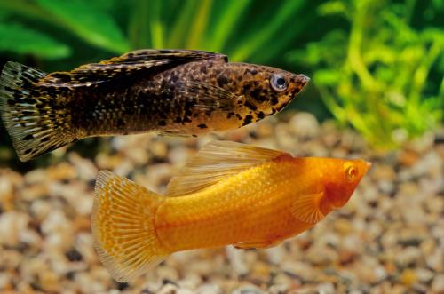 Top 10 Best Pet Fish