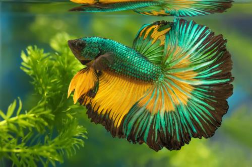 Kaytee Top 10 Best Pet Fish