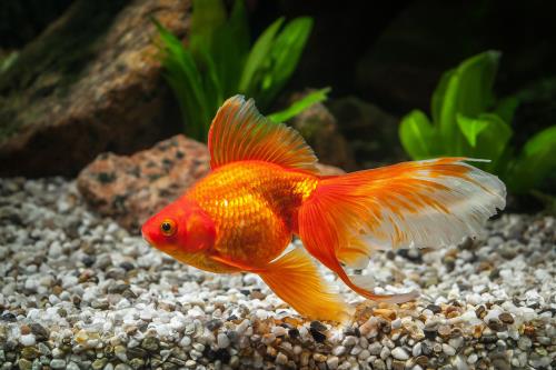 Kaytee Top 10 Best Pet Fish