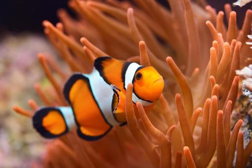 Kaytee Top 10 Best Pet Fish
