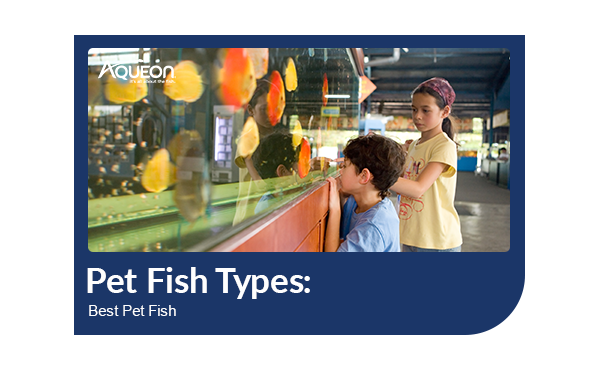 Aqueon Best Pet Fish