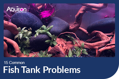 Aqueon Blog 15 Common fish tank problems