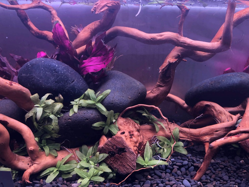 Freshwater fish tank with driftwood