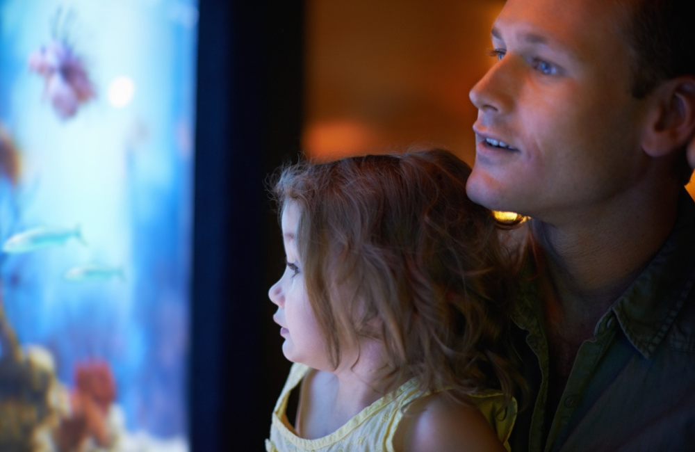 5 Ways Keeping Fish May Help Reduce Stress 1