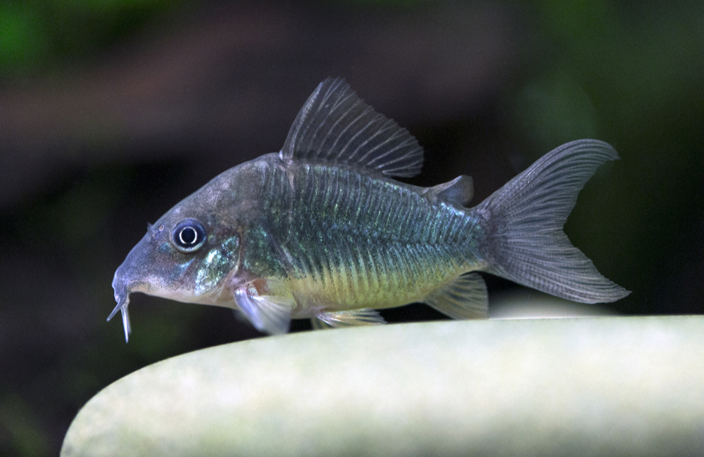 Best freshwater fish store cheap