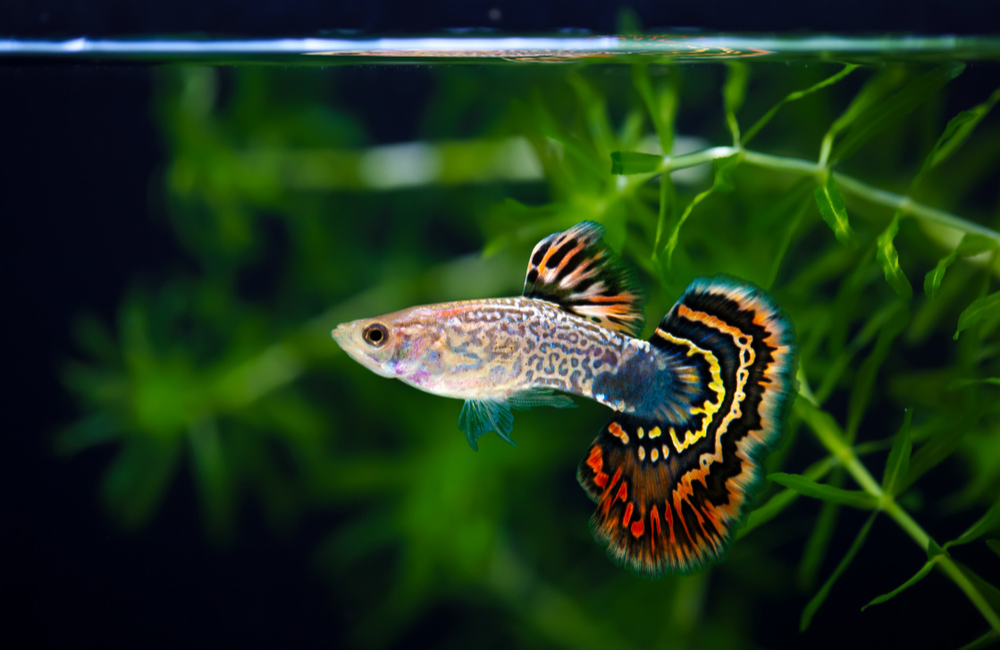 Most popular deals tropical fish