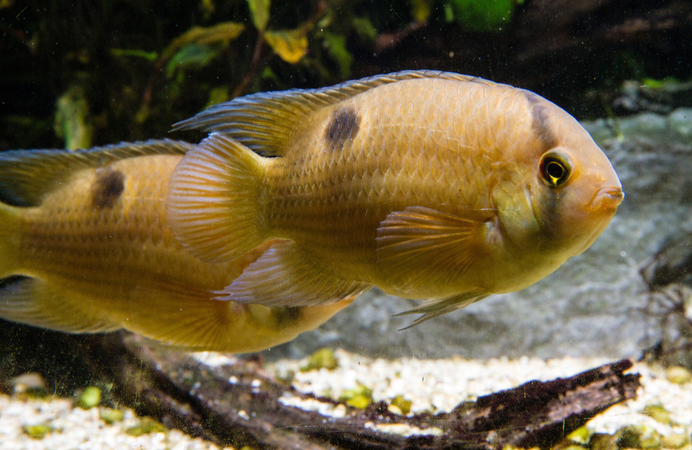 9 Best Aquarium Fish for Relaxation