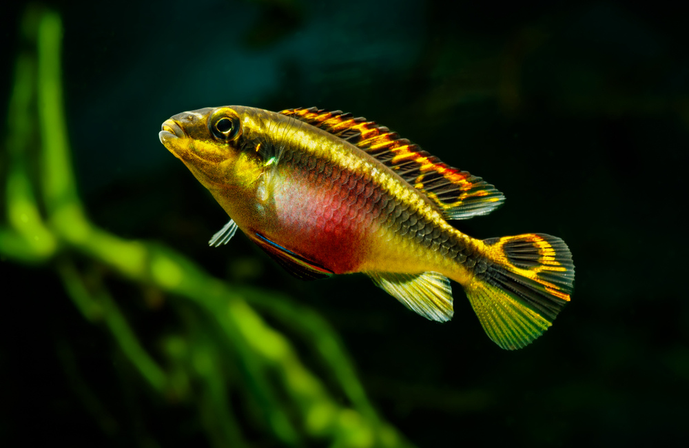 9 Best Aquarium Fish for Relaxation