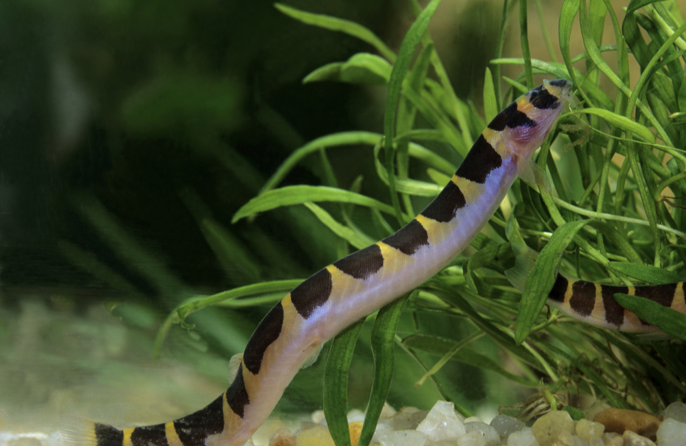 9 Best Aquarium Fish for Relaxation