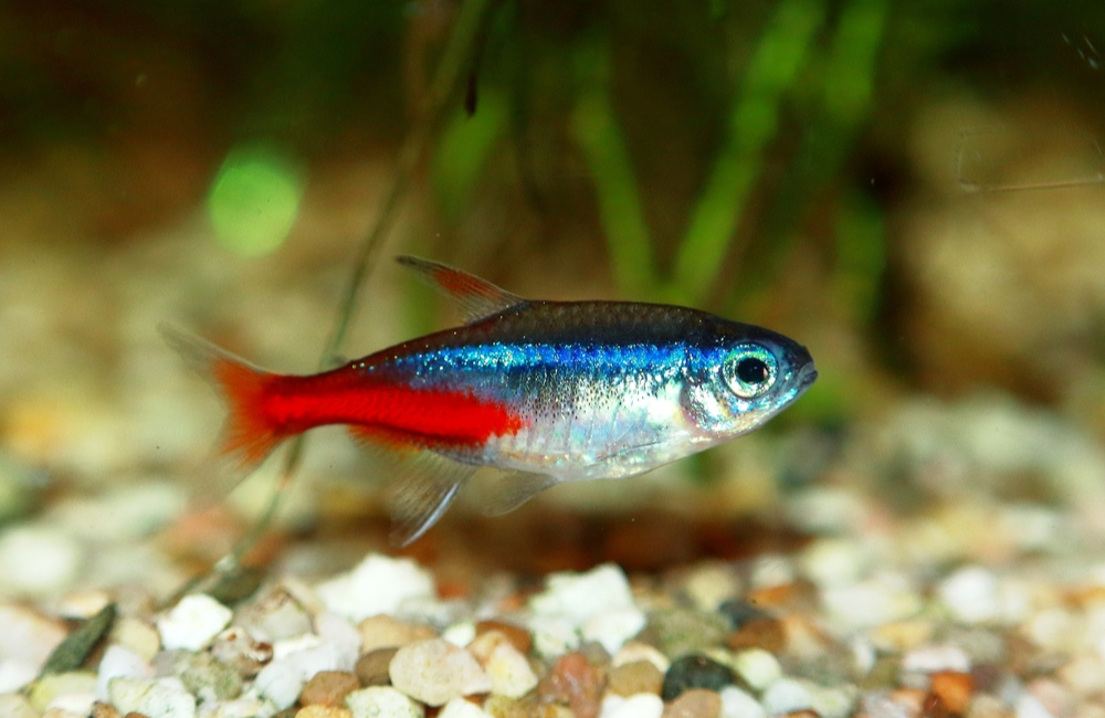 Neon Tetra