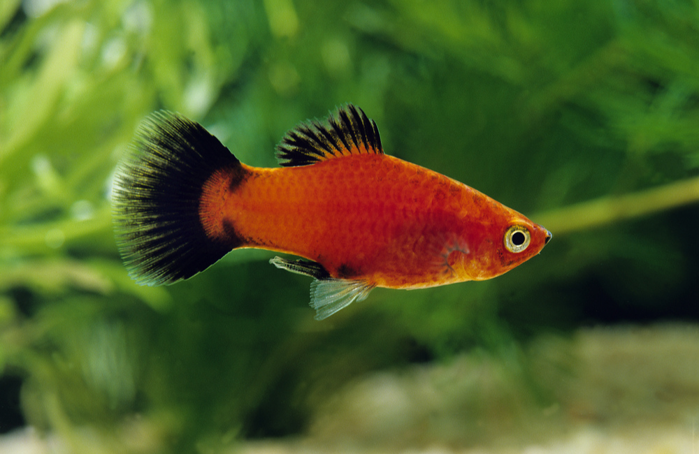 Best ornamental fish sales