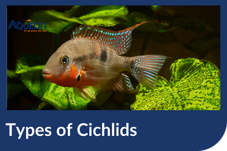 All types of aquarium fish 2025