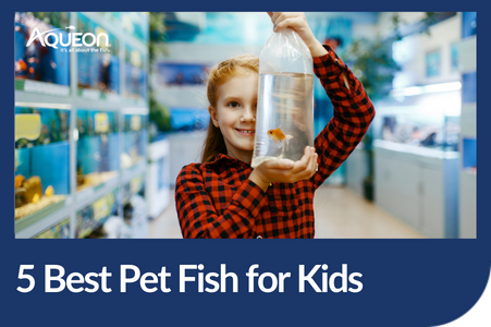 5 Best Pet Fish for Kids