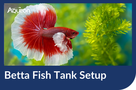 Betta Fish Tank Setup