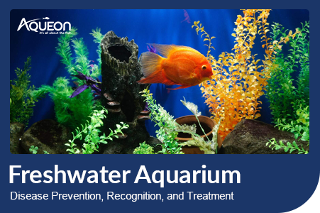 Freshwater Aquarium Disease Prevention, Recognition and Treatment